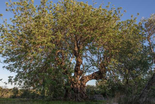 Modugno, il sentiero dei carrubi: per riscoprire gli antichi alberi del "cioccolato dei poveri"